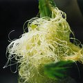 veg_garden_fluff.jpg