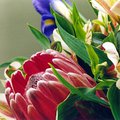 protea_bouquet_2.jpg