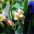 protea_bouquet_3.jpg