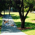 julia_swing.jpg