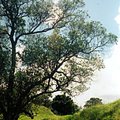 tree.jpg