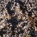 beach_shells.jpg