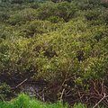 marsh_1.jpg