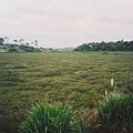 marsh_2.jpg