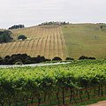 vines_2.jpg