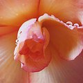 flower_2.jpg