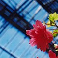 flower_5.jpg