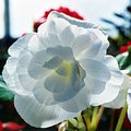 flower_7.jpg