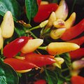 peppers.jpg