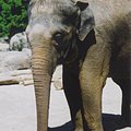 elephant_3.jpg