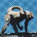 monkey_1.jpg