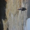 IMG_2726.jpg