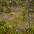 P6202754.jpg