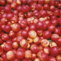 crop0030.jpg