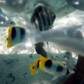 lagoonarium_fish_1.jpg