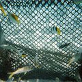 lagoonarium_fish_2.jpg
