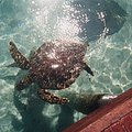 lagoonarium_turtle.jpg