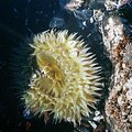 lincoln_city_tidepools_1.jpg