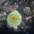 lincoln_city_tidepools_2.jpg