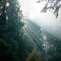 portland_jap_gdn_7.jpg