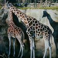 portland_zoo_2.jpg