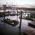sf_sealions_1.jpg