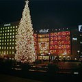 sf_tree_1.jpg