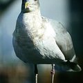 granville_island_6.jpg
