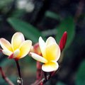 flower_1.jpg