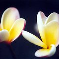 flower_2.jpg
