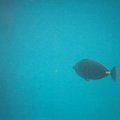 fishies_4.jpg