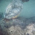 turtle_1.jpg