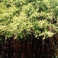 trees.jpg