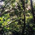 canopy_1.jpg
