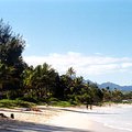 beach_trees_1.jpg