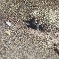 crab_beach_1.jpg