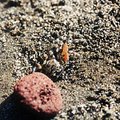 crab_beach_2.jpg