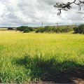haleiwa_2.jpg