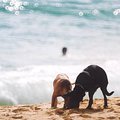 doggies_1.jpg