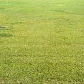 kites_in_field_1.jpg