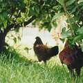 chickens.jpg