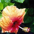 flower_1.jpg