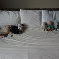 P7220516.jpg