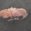 P7250874.jpg