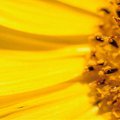 yellow1.jpg